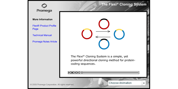 Flexi クローニング