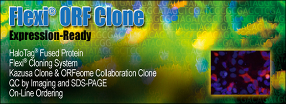 Flexi ORF Clone