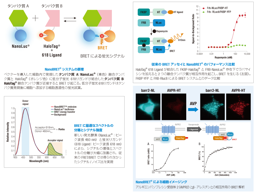 nanobret-nanobit-promega