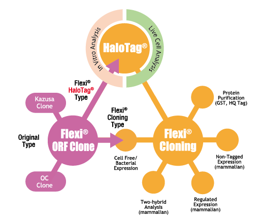 HaloTag FlexiORFClone FlexiCloning
