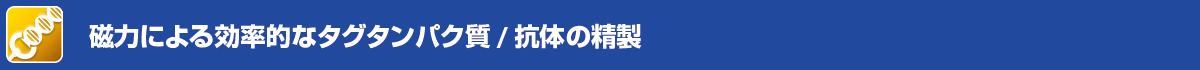 磁力による効率的なタグタンパク質/抗体の精製