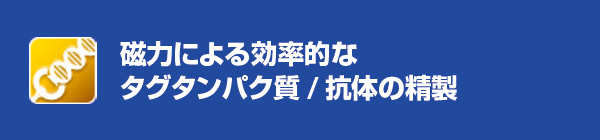 磁力による効率的なタグタンパク質/抗体の精製