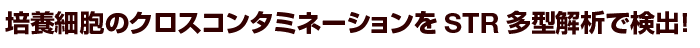 培養細胞のクロスコンタミネーションをSTR多型解析で検出!