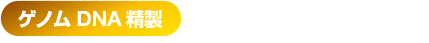ゲノムDNA精製