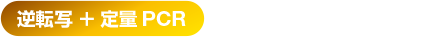 定量PCR